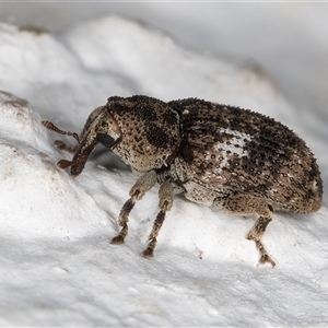 Unidentified Weevil (Curculionoidea) at Melba, ACT by kasiaaus