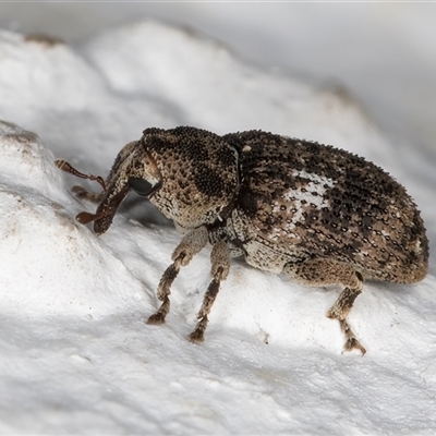 Unidentified Weevil (Curculionoidea) at Melba, ACT - 11 Dec 2024 by kasiaaus