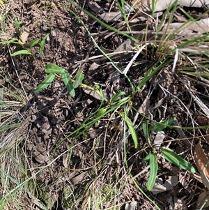 Oxypetalum coeruleum (Tweedia or Southern Star) at Hackett, ACT by waltraud