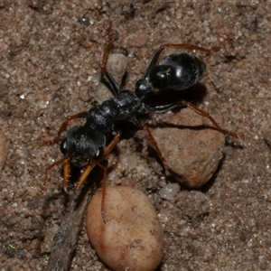 Myrmecia sp., pilosula-group at Freshwater Creek, VIC - 13 Dec 2024