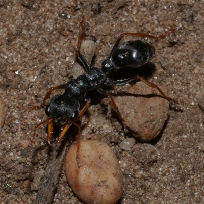 Myrmecia sp., pilosula-group (Jack jumper) at Freshwater Creek, VIC - 13 Dec 2024 by WendyEM