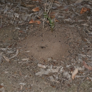 Myrmecia sp., pilosula-group at Freshwater Creek, VIC - 13 Dec 2024