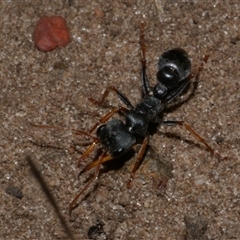 Myrmecia sp., pilosula-group at Freshwater Creek, VIC - 13 Dec 2024 08:12 PM