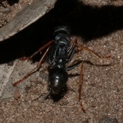 Myrmecia sp., pilosula-group at Freshwater Creek, VIC - 13 Dec 2024