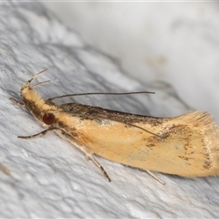 Thema brevivitella (A Concealer moth (Chezala Group)) at Melba, ACT - 11 Dec 2024 by kasiaaus