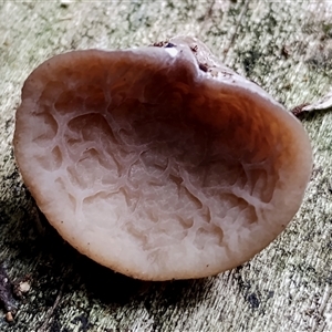 Auricularia delicata at Kianga, NSW by Teresa