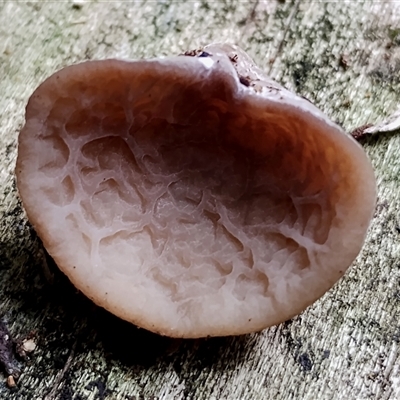 Auricularia delicata (Auricularia delicata) at Kianga, NSW - 14 Dec 2024 by Teresa