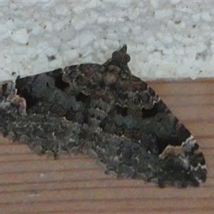 Chrysolarentia adornata (Adorned Carpet) at Hall, ACT by Anna123