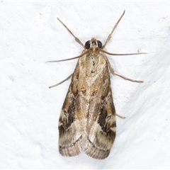 Hellula hydralis (Cabbage Centre Moth) at Melba, ACT - 11 Dec 2024 by kasiaaus