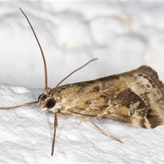 Hellula hydralis at Melba, ACT - 11 Dec 2024 11:00 PM