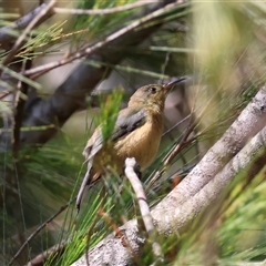 Acanthorhynchus tenuirostris (Eastern Spinebill) at Moruya, NSW - 9 Dec 2024 by LisaH