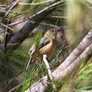 Acanthorhynchus tenuirostris at Moruya, NSW - suppressed