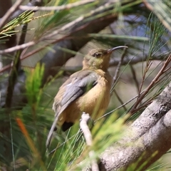 Acanthorhynchus tenuirostris at Moruya, NSW - suppressed