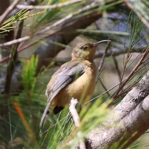 Acanthorhynchus tenuirostris at Moruya, NSW - suppressed