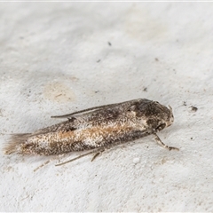 Blastobasis (genus) at Melba, ACT - 11 Dec 2024