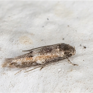 Blastobasis (genus) at Melba, ACT - 11 Dec 2024