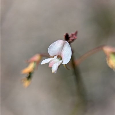 Grona varians (Slender Tick-Trefoil) at Tharwa, ACT - 13 Dec 2024 by Miranda