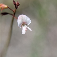 Grona varians at Tharwa, ACT - suppressed