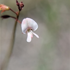 Grona varians at Tharwa, ACT - suppressed