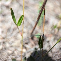 Grona varians at Tharwa, ACT - suppressed