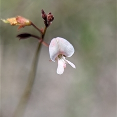 Grona varians at Tharwa, ACT - suppressed