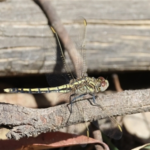 Orthetrum caledonicum at Moruya, NSW - suppressed