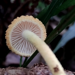 Cyptotrama asprata (Gold Tufts) at Kianga, NSW - 30 Jan 2019 by Teresa