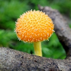 Cyptotrama asprata at Kianga, NSW - 31 Jan 2019 09:28 AM