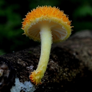 Cyptotrama asprata at Kianga, NSW - 31 Jan 2019