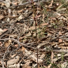 Dipodium punctatum at Moruya, NSW - 9 Dec 2024 by LisaH