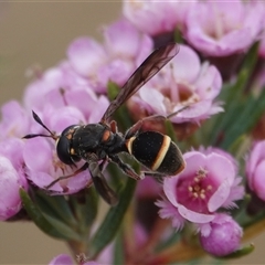 Ceriana (Sphiximorpha) breviscapa at Hall, ACT - 16 Nov 2024 by Anna123