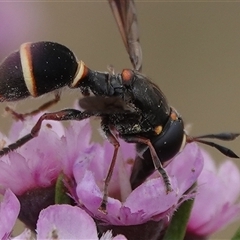 Ceriana (Sphiximorpha) breviscapa at Hall, ACT - 17 Nov 2024 10:35 AM