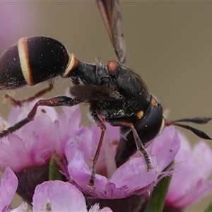 Ceriana (Sphiximorpha) breviscapa at Hall, ACT - 17 Nov 2024 10:35 AM