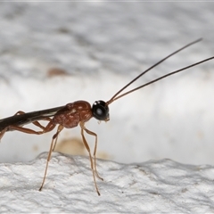 Ichneumonidae (family) (Unidentified ichneumon wasp) at Melba, ACT - 11 Dec 2024 by kasiaaus