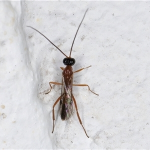 Ichneumonidae (family) at Melba, ACT - 11 Dec 2024 11:05 PM