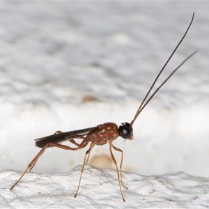 Ichneumonidae (family) at Melba, ACT - 11 Dec 2024 11:05 PM