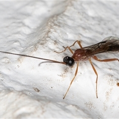 Ichneumonidae (family) at Melba, ACT - 11 Dec 2024 11:05 PM