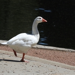 Anser anser (Greylag Goose (Domestic type)) at Gungahlin, ACT - 12 Dec 2024 by AlisonMilton