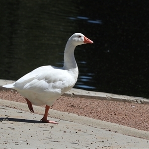 Anser anser (Greylag Goose (Domestic type)) at Gungahlin, ACT by AlisonMilton