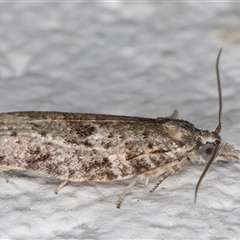 Isotenes miserana at Melba, ACT - 11 Dec 2024 11:12 PM