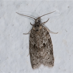 Isotenes miserana at Melba, ACT - 11 Dec 2024 11:12 PM