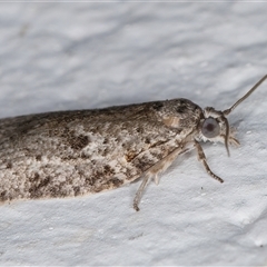 Isotenes miserana at Melba, ACT - 11 Dec 2024 11:12 PM