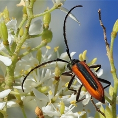 Unidentified Longhorn beetle (Cerambycidae) at Wodonga, VIC - 14 Dec 2024 by KylieWaldon