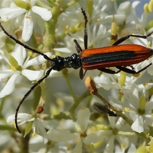 Stenoderus suturalis at Wodonga, VIC - 15 Dec 2024