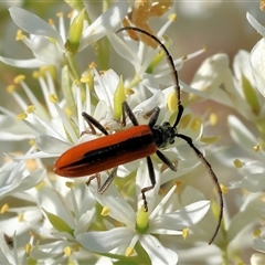 Stenoderus suturalis at Wodonga, VIC - 15 Dec 2024