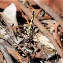 Orthetrum caledonicum (Blue Skimmer) at Gungahlin, ACT - 11 Dec 2024 by AlisonMilton