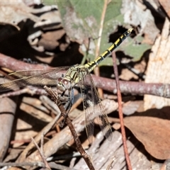 Orthetrum caledonicum at Gungahlin, ACT - 12 Dec 2024