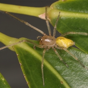 Clubionidae (family) at Melba, ACT - 11 Dec 2024