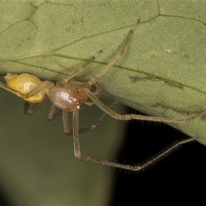 Clubionidae (family) at Melba, ACT - 11 Dec 2024