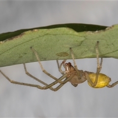 Clubionidae (family) at Melba, ACT - 11 Dec 2024